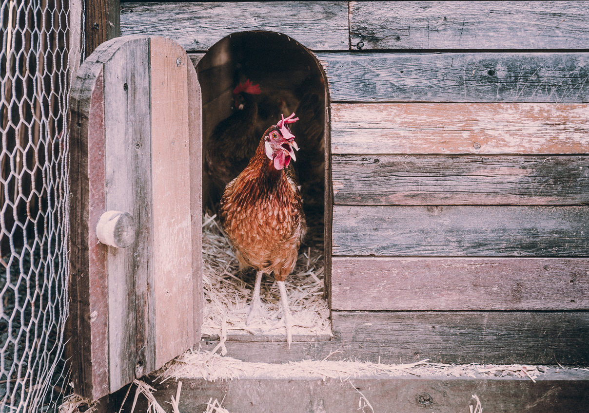 De Vreugde van Kippen als Huisdieren: Waarom ze meer zijn dan alleen boerderijvogels